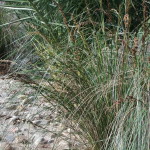 native grass