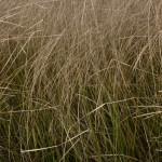 non native grass